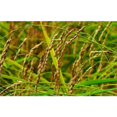 我國(guó)關(guān)于稻米由來(lái)的傳說